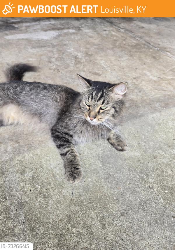 Found/Stray Unknown Cat last seen Greenwood Rd and Columbine, Louisville, KY 40258