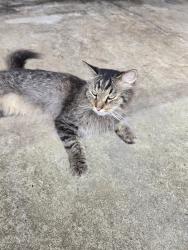 Found/Stray Unknown Cat last seen Greenwood Rd and Columbine, Louisville, KY 40258