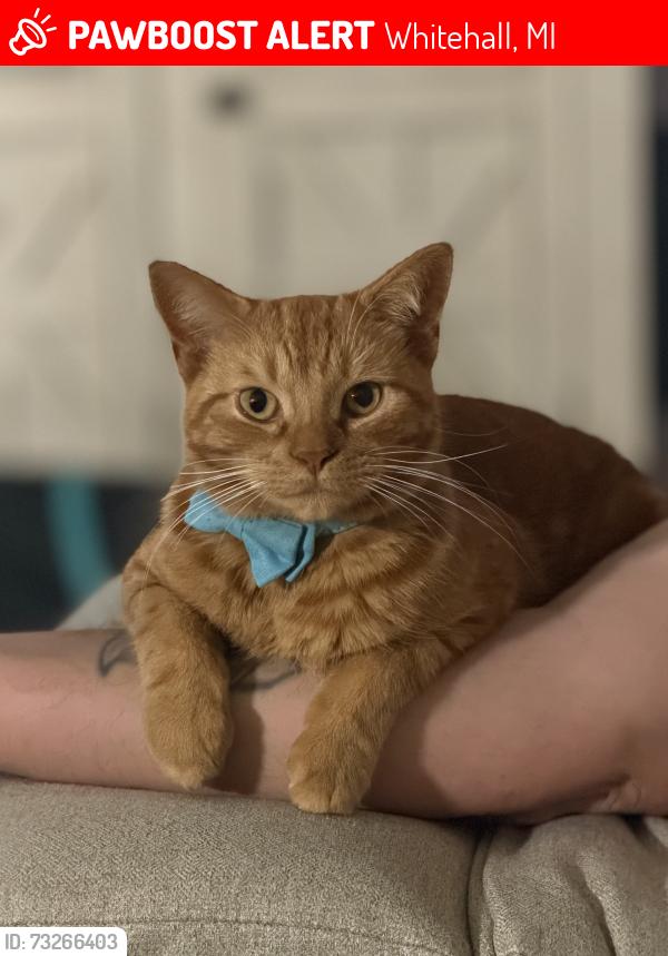 Lost Male Cat last seen Peterson and Peach, Whitehall, MI 49461