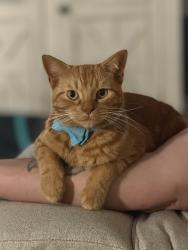 Lost Male Cat last seen Peterson and Peach, Whitehall, MI 49461