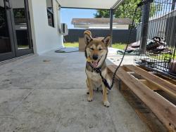 Lost Female Dog last seen Near SW 99 CT MIAMI FL 33165, Westchester, FL 33165