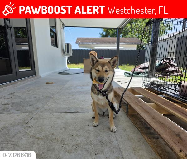 Lost Female Dog last seen Near SW 99 CT MIAMI FL 33165, Westchester, FL 33165