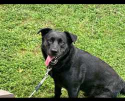 Found/Stray Male Dog last seen Jackson ave, Ashland, KY 41102