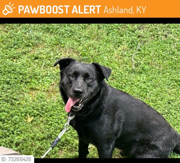 Found/Stray Male Dog last seen Jackson ave, Ashland, KY 41102