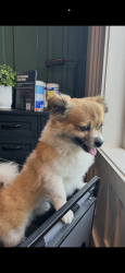 Found/Stray Male Dog last seen The Hominy Apts. Pallet Rd/Smokey Park Hwy, Candler, NC 28715