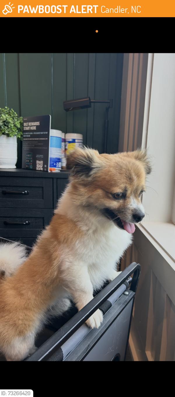Found/Stray Male Dog last seen The Hominy Apts. Pallet Rd/Smokey Park Hwy, Candler, NC 28715