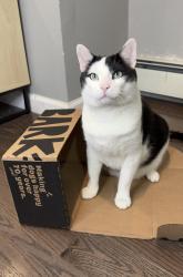 Reunited Male Cat last seen Near storms ave, Jersey City, NJ 07306