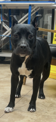 Found/Stray Female Dog last seen Miner road and federal highwat, Boynton Beach, FL 33435