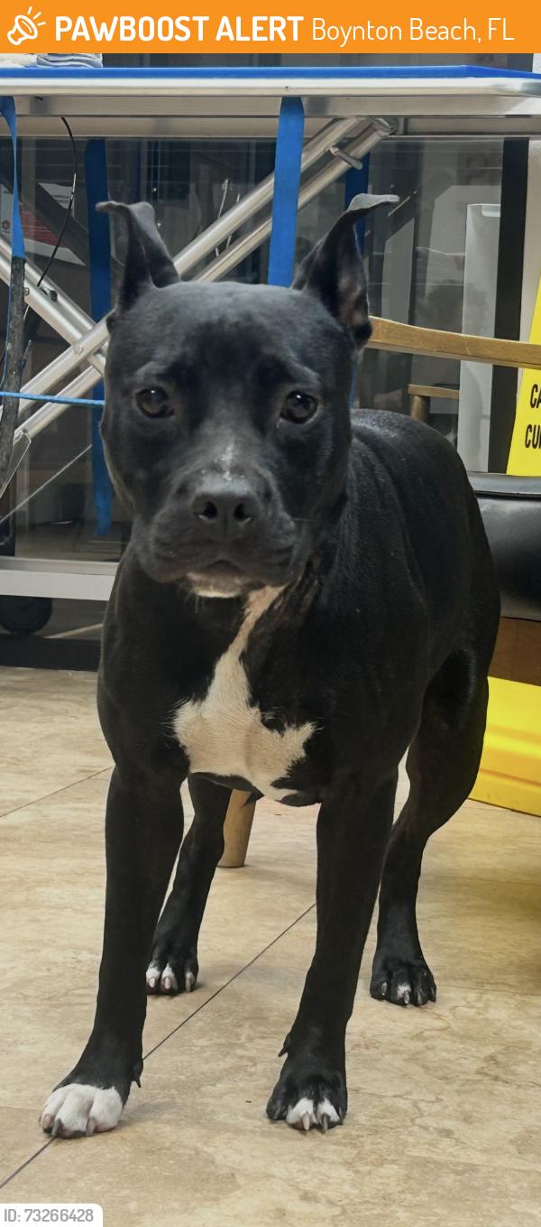 Found/Stray Female Dog last seen Miner road and federal highwat, Boynton Beach, FL 33435