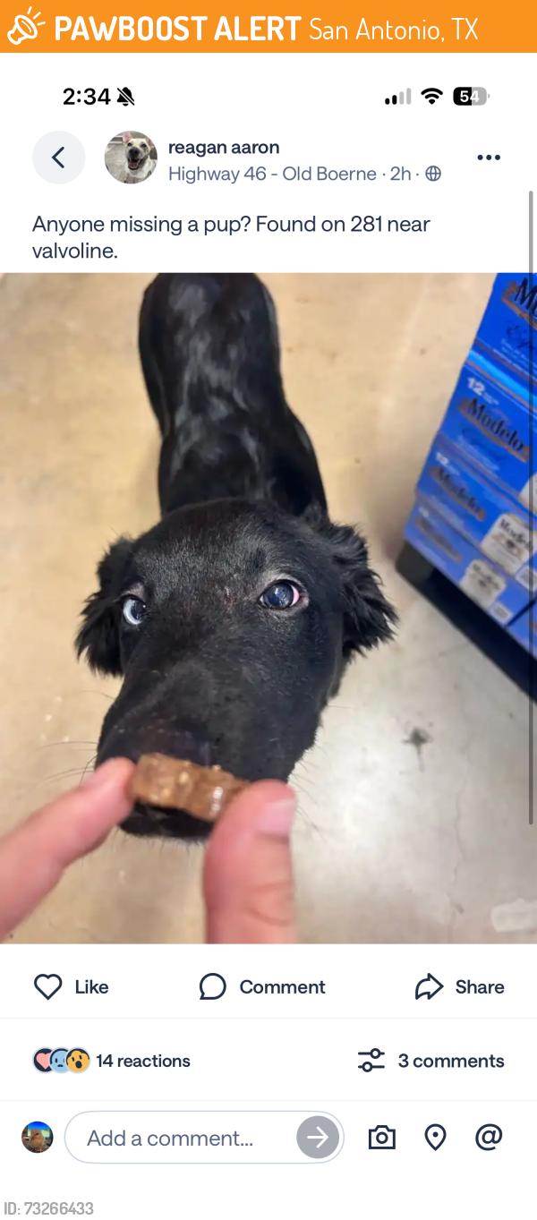 Found/Stray Male Dog last seen Valvoline in 281, San Antonio, TX 78258