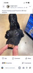 Found/Stray Male Dog last seen Valvoline in 281, San Antonio, TX 78258