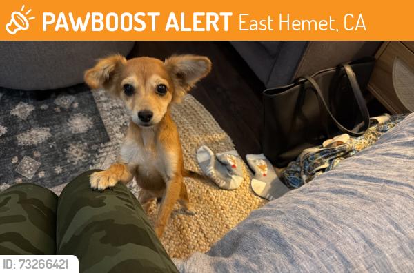 Found/Stray Male Dog last seen Stetson Ave and Madison Ct, East Hemet, CA 92544