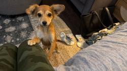 Found/Stray Male Dog last seen Stetson Ave and Madison Ct, East Hemet, CA 92544