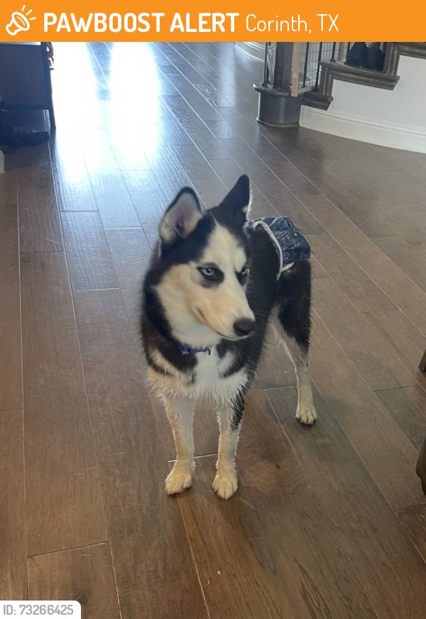 Found/Stray Female Dog last seen Corinth Community Park, Corinth, TX 76208
