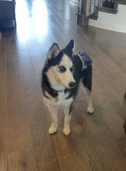 Found/Stray Female Dog last seen Corinth Community Park, Corinth, TX 76208