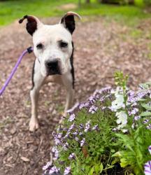 Shelter Stray Female Dog last seen Near giles road, 21225, MD, 2490 Giles Rd, Baltimore, MD 21225, USA
