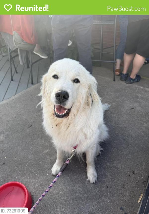 Reunited Female Dog last seen 92nd and Wadsworth, Westminster, CO 80021