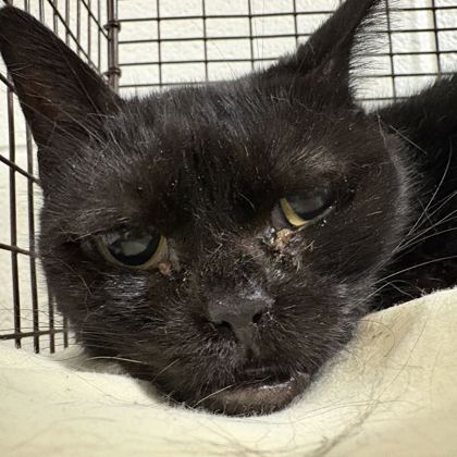 Shelter Stray Unknown Cat last seen Near peachwood rd, City of Knoxville GP, TN, 3201 Division St, Knoxville, TN 37919, USA