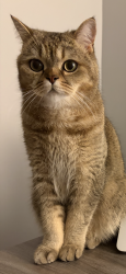 Lost Male Cat last seen Gus este park, Ottawa, ON K2G 6T6