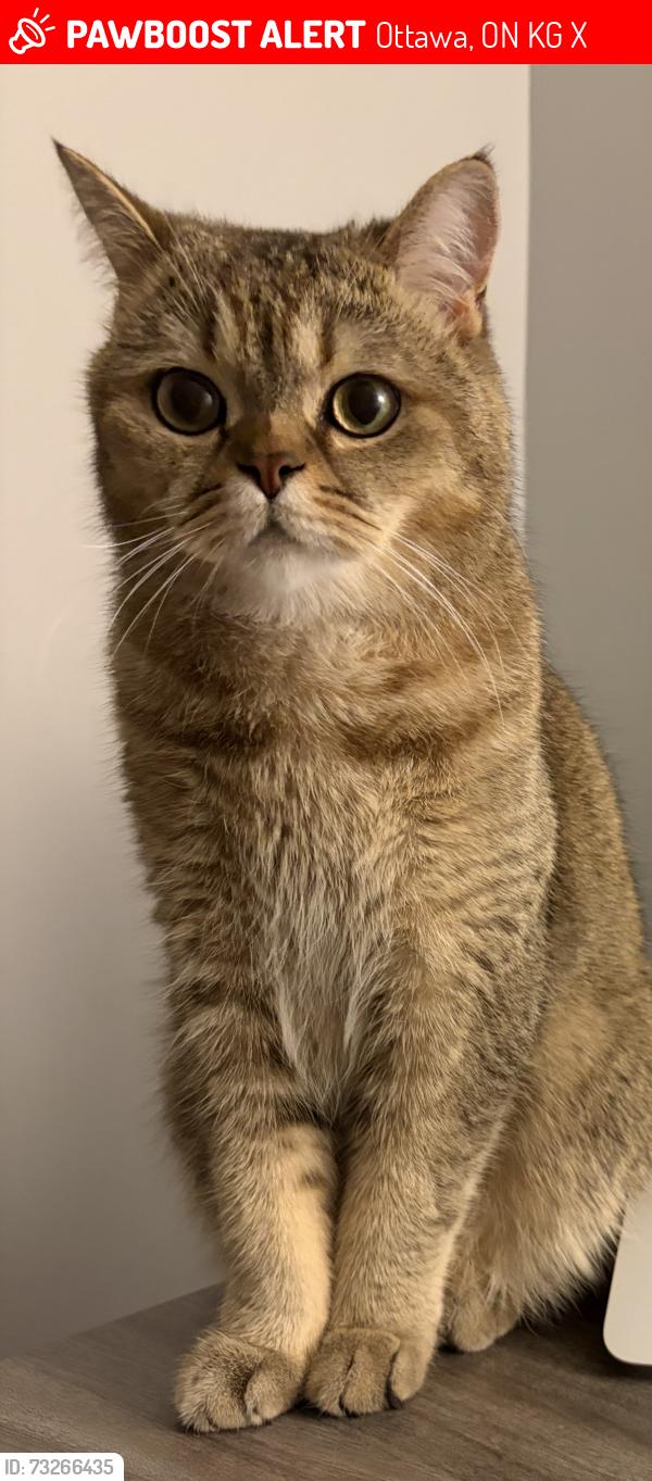 Lost Male Cat last seen Gus este park, Ottawa, ON K2G 6T6