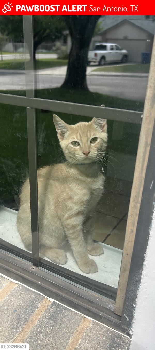 Lost Male Cat last seen Carson elementary Connolly middle school, San Antonio, TX 78250