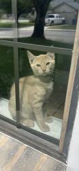 Lost Male Cat last seen Carson elementary Connolly middle school, San Antonio, TX 78250