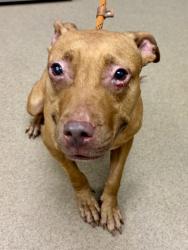 Shelter Stray Female Dog last seen Near Stonecrest Industrial Wy, Lithonia, GA 30058, 30058, GA, 3280 Chamblee Dunwoody Rd, Chamblee, GA 30341, USA