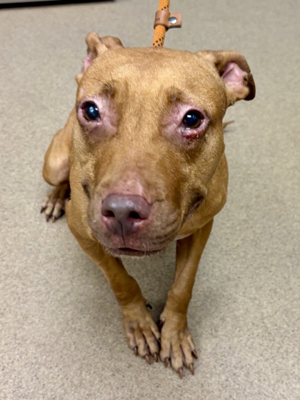 Shelter Stray Female Dog last seen Near Stonecrest Industrial Wy, Lithonia, GA 30058, 30058, GA, 3280 Chamblee Dunwoody Rd, Chamblee, GA 30341, USA