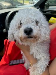 Shelter Stray Unknown Dog last seen Main St, Tucker, GA 30084, 30084, GA, 3280 Chamblee Dunwoody Rd, Chamblee, GA 30341, USA