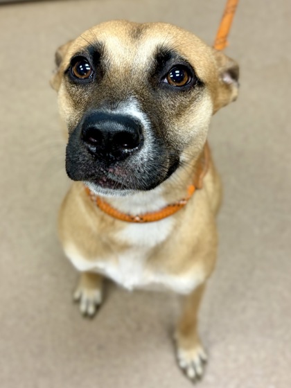 Shelter Stray Female Dog last seen , 30058, GA, 3280 Chamblee Dunwoody Rd, Chamblee, GA 30341, USA