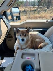 Lost Male Dog last seen SE Jenne Ln x SE Jenne Rd or SE 174 between Powell&Foster, Portland, OR 97236