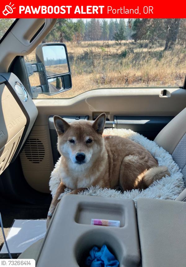 Lost Male Dog last seen SE Jenne Ln x SE Jenne Rd or SE 174 between Powell&Foster, Portland, OR 97236