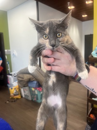 Shelter Stray Female Cat last seen Near Bill Kennedy Way SE, Atlanta, GA, 1251 Fulton Industrial Blvd NW, Atlanta, GA 30336, USA