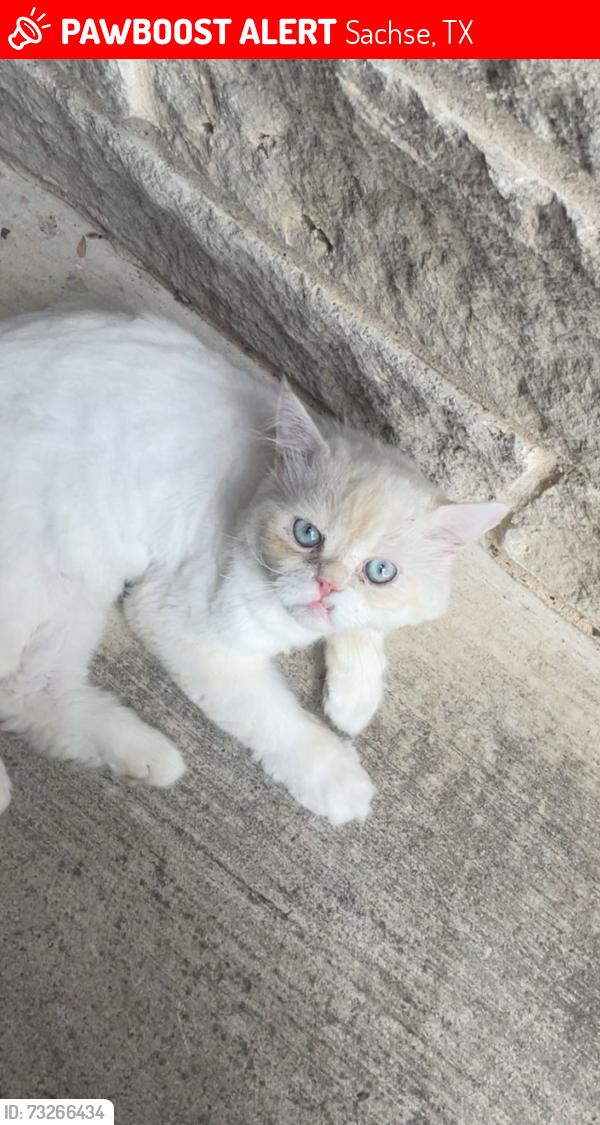 Lost Male Cat last seen Bunker Hill Rd and Mcclary st, Sachse, TX 75048