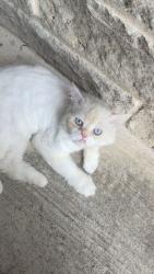 Lost Male Cat last seen Bunker Hill Rd and Mcclary st, Sachse, TX 75048