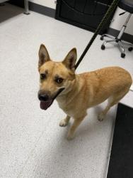 Shelter Stray Female Dog last seen Near E 8th st Oakland, Oakland, CA, 1101 29th Ave, Oakland, CA 94601, USA