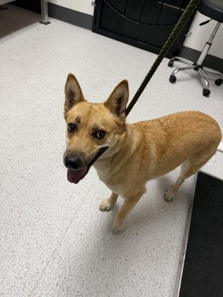 Shelter Stray Female Dog last seen Near E 8th st Oakland, Oakland, CA, 1101 29th Ave, Oakland, CA 94601, USA