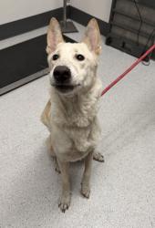 Shelter Stray Male Dog last seen ND, Oakland, CA, 1101 29th Ave, Oakland, CA 94601, USA