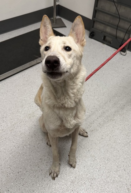 Shelter Stray Male Dog last seen ND, Oakland, CA, 1101 29th Ave, Oakland, CA 94601, USA