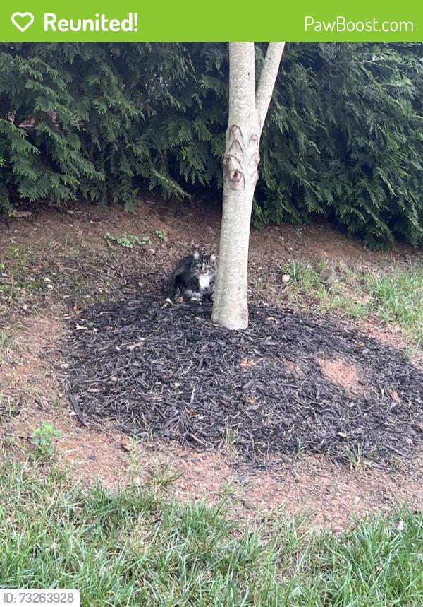 Reunited Unknown Cat last seen Davidson, NC, USA, Davidson, NC 28036