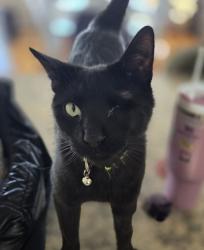 Reunited Male Cat last seen Bay Point Drive, Silverton area, Toms River, NJ 08753