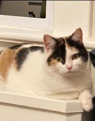 Reunited Female Cat last seen Cedar Lane and Olden, Hamilton Township, NJ 08610