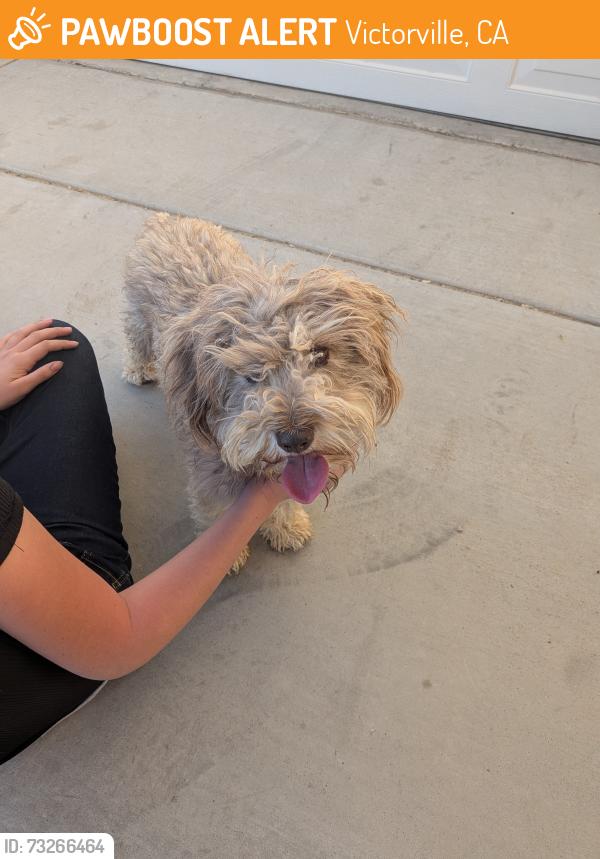 Found/Stray Male Dog last seen Desert lily st. Cypress point community Victorville CA 92394, Victorville, CA 92394