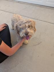 Found/Stray Male Dog last seen Desert lily st. Cypress point community Victorville CA 92394, Victorville, CA 92394