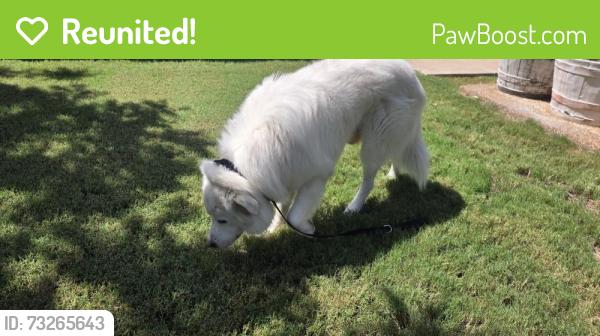 Reunited Male Dog last seen Ridgeview Ranch & Independence, Plano, TX 75025
