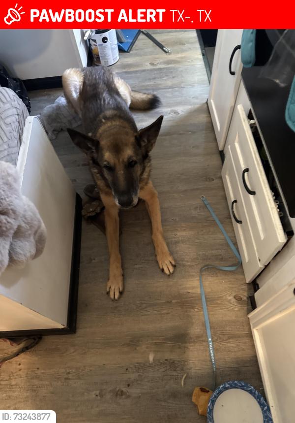 Lost Female Dog last seen DobblinHuffsmith, TX-130, TX 78622
