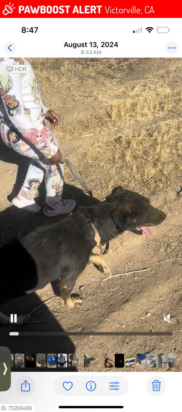 Lost Female Dog last seen In the residential, Victorville, CA 92394
