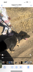 Lost Female Dog last seen In the residential, Victorville, CA 92394