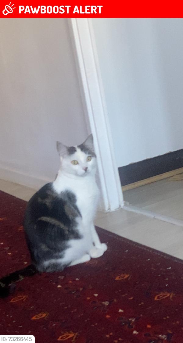 Lost Male Cat last seen HA8 7TE, Greater London, England HA8 7TE