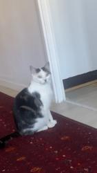 Lost Male Cat last seen HA8 7TE, Greater London, England HA8 7TE